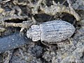 Helophorus aquaticus (Linnaeus, 1758)