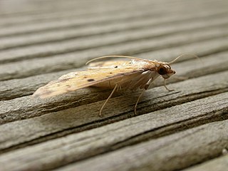 <i>Herpetogramma cynaralis</i> Species of moth