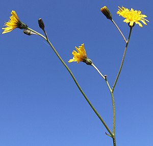 Hieracium lachenalii a1.jpg