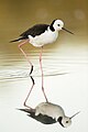 Pied Stilt (Himantopus leucocephalus), Sydney Olympic Park, New South Wales, Australia