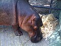 Hipopótamo (Hippopotamus amphibius) alimentándose en el zoológico Wamerú de Querétaro