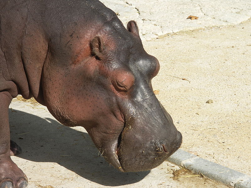 صورة:Hippo zoo Lisbon.JPG