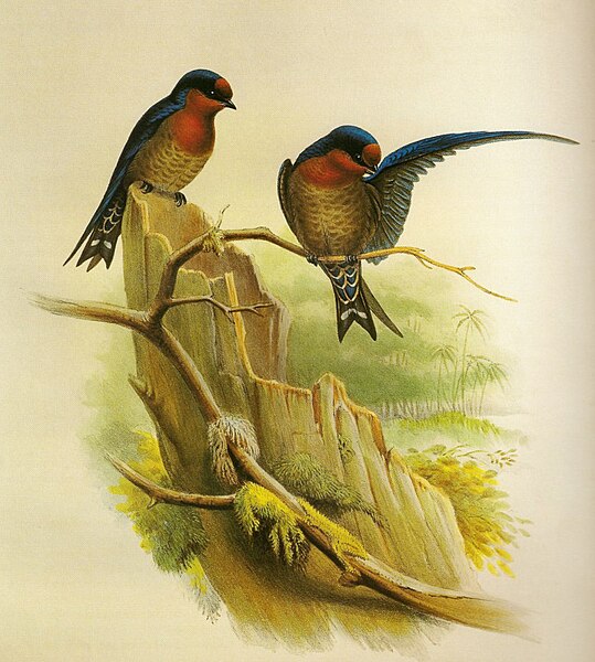 File:Hirundo domicola by Gould.jpg