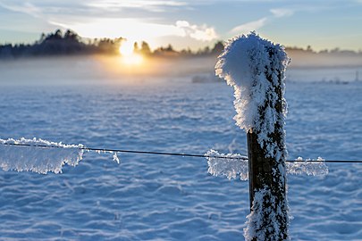 Hoar frost on a fence post