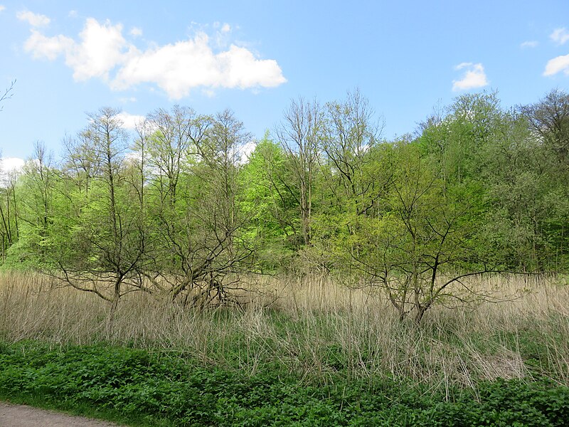 File:Hohenbuchen-Park5.JPG