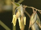 Flores en antesis de Holcus mollis (poáceas, la familia de los pastos y cereales), se observan los estigmas plumosos y los estambres.