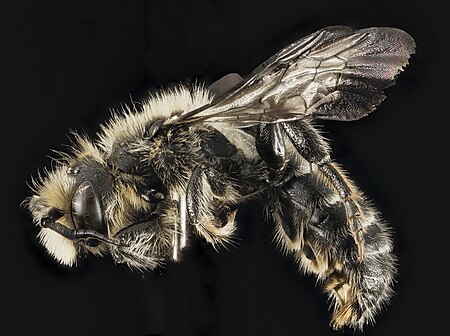 Tập_tin:Hoplitis_spoliata,_male,_side,_NY,_Franklin_Co_2014-07-01-12.50.46_ZS_PMax_(14387932167).jpg