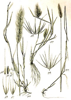 Hordeum murinum, secalinum, marinum