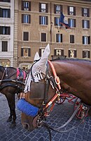 Horse Drawn carriages in Piazza Spagna, Rome, Italy