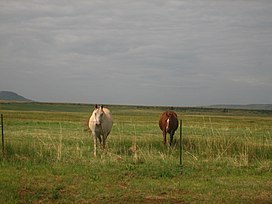 Horses at Post Office in Ocate, NM Picture 1943.jpg