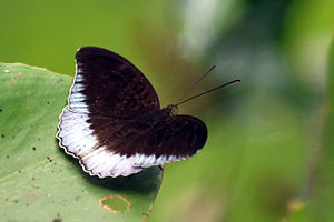 Horsfield's baron (Tanaecia iapis violetta) male B.jpg