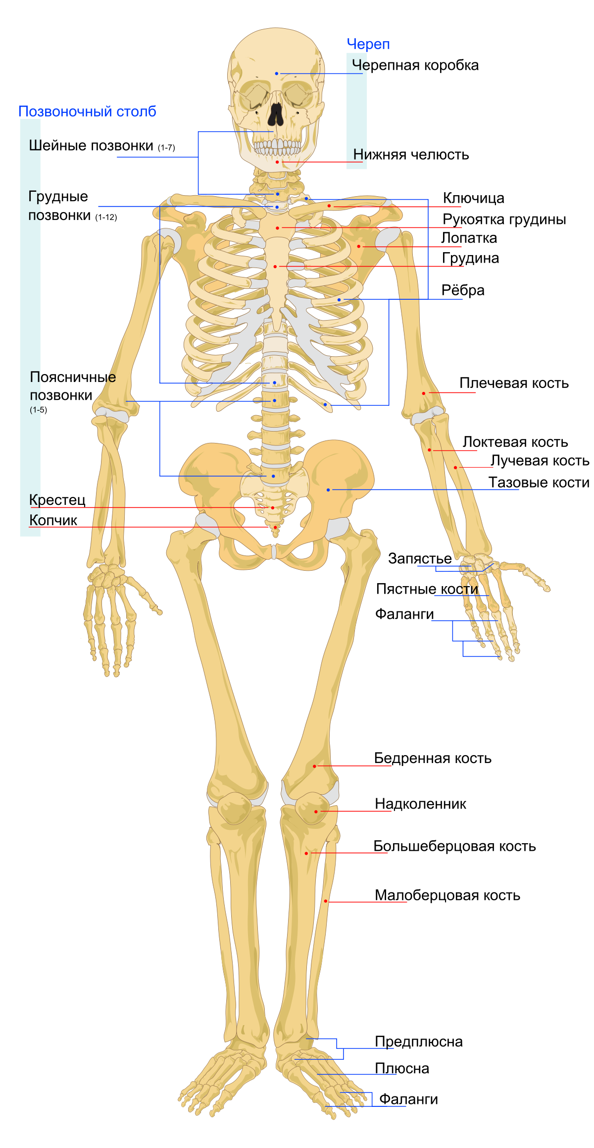 Схема Скелета Человека Фото