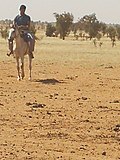 Vignette pour Cheval en Mauritanie