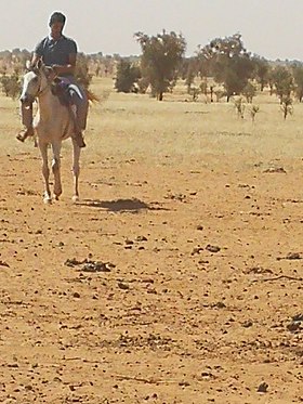 Cavalier sur un cheval gris dans le désert