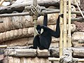 White-cheeked gibbon (Hylobates concolor)