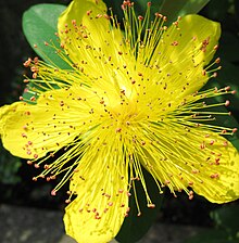 Hypericum japonicum 1.jpg