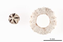 File:Hypsiechinus coronatus - ECH-000009 hab-ven.tif (Category:Echinodermata in the Natural History Museum of Denmark)