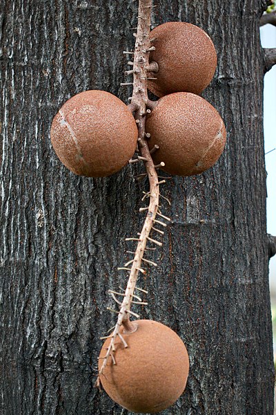 File:IMG 8291 Cannonball tree ลูกปืนใหญ่ หรือ สาละลังกา Photographed by Peak Hora.jpg