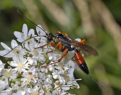 Ichneumonidae - Meringopus calescens.JPG