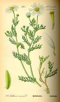 Illustration_Anthemis_arvensis0.jpg