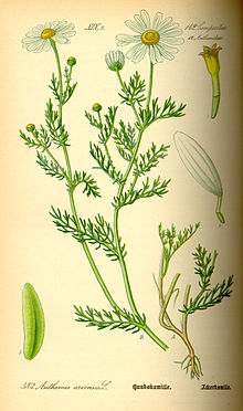 Ilustração Anthemis arvensis0.jpg