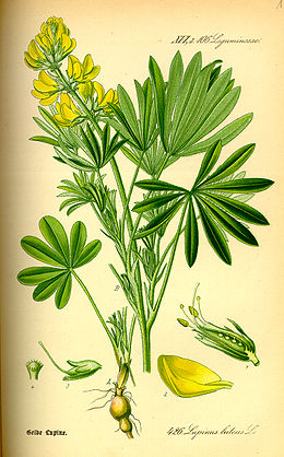 Geltonasis lubinas (Lupinus luteus)
