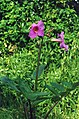 Incarvillea delavayi