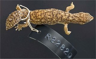 <i>Diplodactylus bilybara</i> Species of lizard