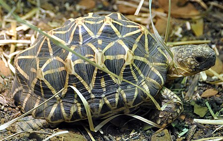 Geochelone elegans