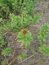 Inula spiraeifolia (Inule à feuilles de spirée)