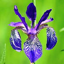 Iris sibirica Bobrovnya4.JPG