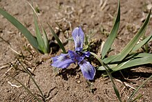 Iris lactea in Mongolia Iris sp 003.jpg