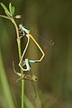 * Nomination Ischnura aurora mating pair (closeup) 2 --Jkadavoor 10:02, 30 August 2016 (UTC) * Promotion  Support --Christian Ferrer 11:18, 30 August 2016 (UTC)