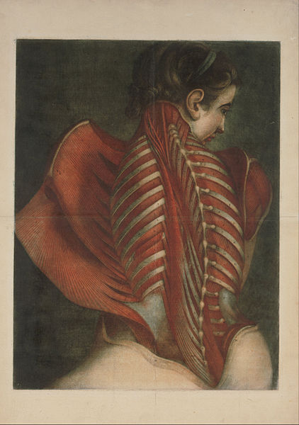 File:Jacques-Fabien Gautier-Dagoty, French - Muscles of the Back - Google Art Project.jpg