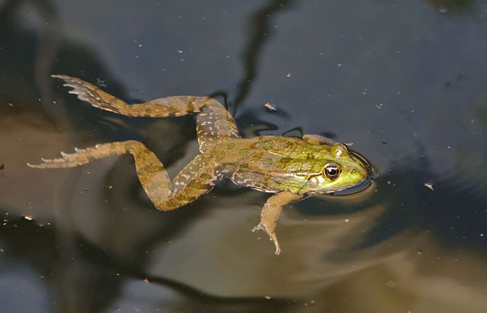 English: Frog swimming in the botanical garden "Jardin des Martels". Français : Grenouille nageant au jardin botanique « Jardin des Martels ».