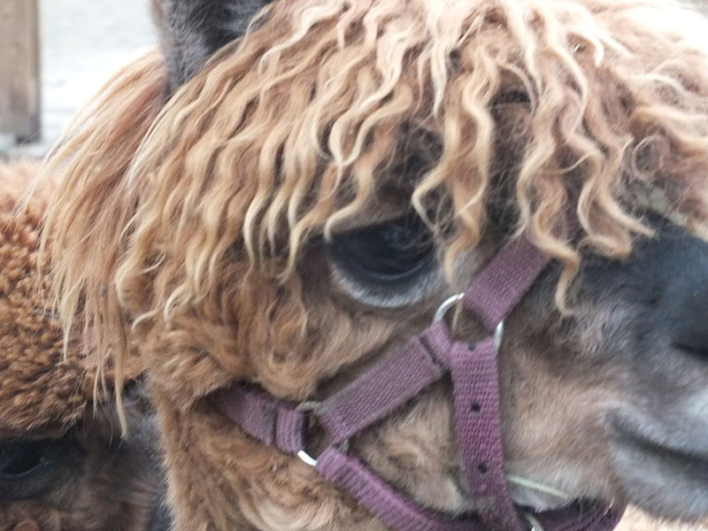 File:Jesmond Dene Pet Alpacas 1122.JPG