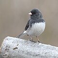 25 Junco hyemalis UL 09 uploaded by Cephas, nominated by Cephas,  20,  0,  0