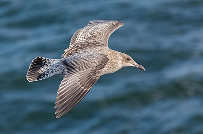 Exemplar juvenil de gaivota-prateada (Larus argentatus) em voo próximo à ilha de Texel, Países Baixos. (definição 5 041 × 3 319)