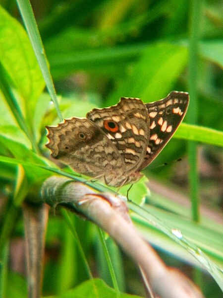 File:Junonia sp 2.jpg