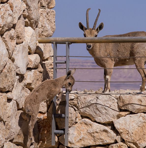 File:Juvenile Nubian ibex jumping off wall (40375).jpg