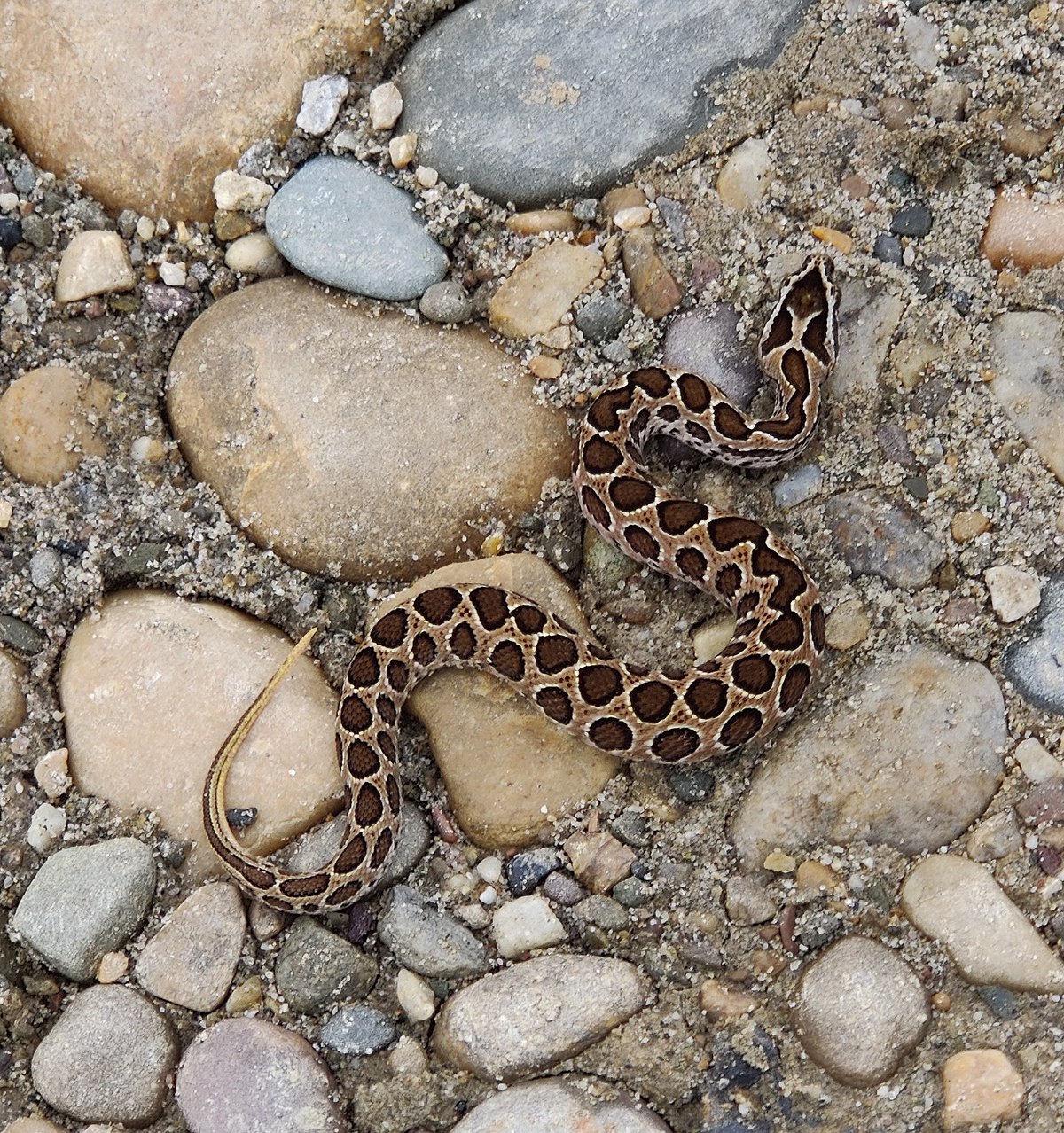 List of dangerous snakes - Wikipedia