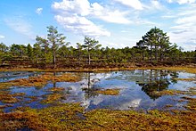 Kakerdaja fen in spring.JPG