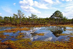 Kakerdaja fen in spring.JPG