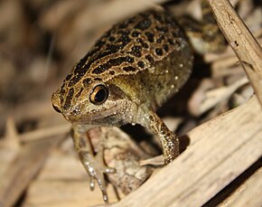 Beschreibung des Bildes Kalophrynus interlineatus.jpg.