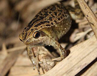 <i>Kalophrynus interlineatus</i> Species of amphibian