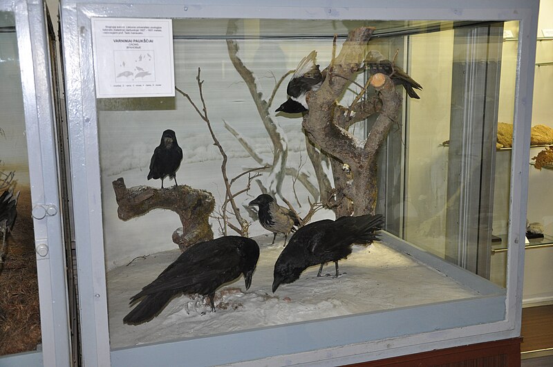 File:Kaunas zoo museum 3.JPG