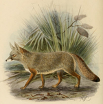 Keulemans Bengal fox