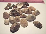 Shells of Diodora keyhole limpets Keyhole limpet 01.jpg