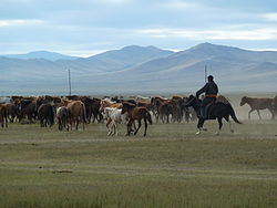 Khustain Nuruu National Park, Réserve de Hustai, (Mongolie).