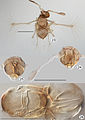 Kikiki huna female, on slide (cleared, except Fig. 23). 23 habitus, dorsal 24 head + right antenna, anterior 25 head, posterior 26 mesosoma, dorsal + metasoma, dorsal but focus at lower plane to show ovipositor. Scale line = 100 μm.